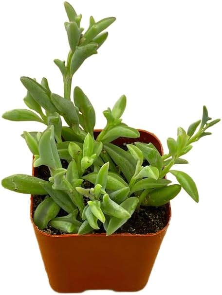 Succulents Plants Live 2inch Live Mini Succulent Plants, Easy Care House Plants Rooted in Succulent Soil Mix, By The Succulent Cult (Crassula Money Maker Variegated, 2 Inch)