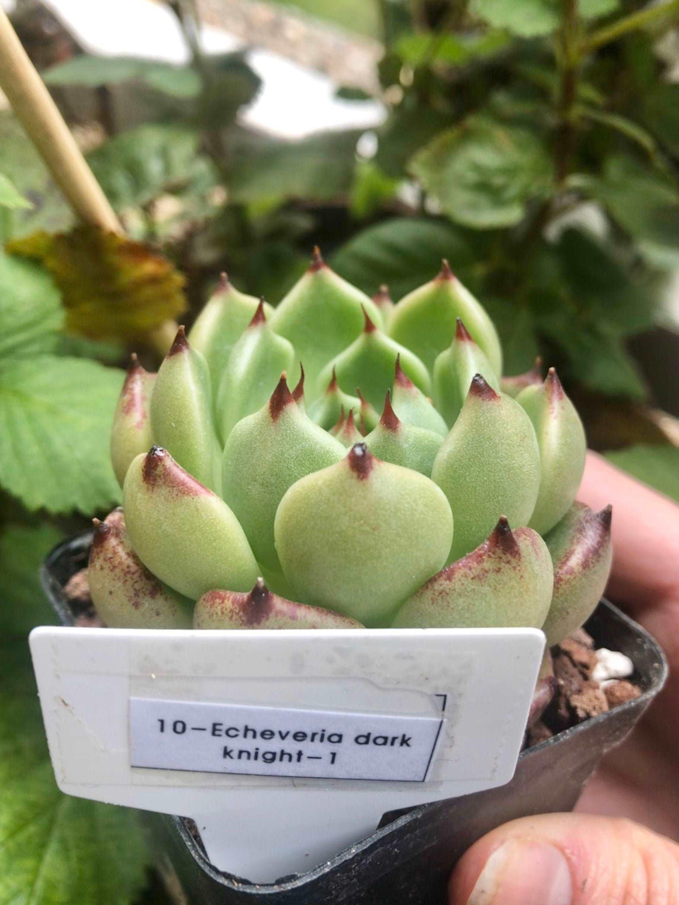 Echeveria Dark Knight
