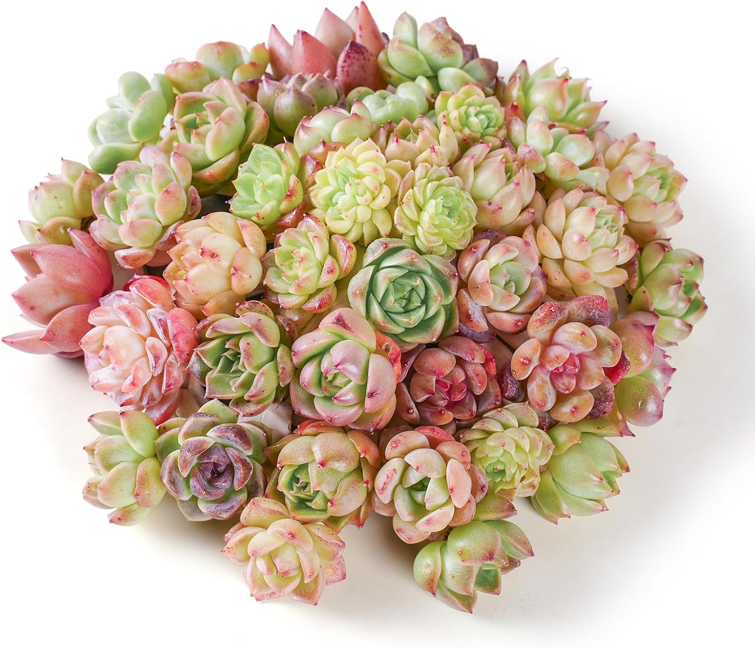 Colorful Succulent Cuttings (10 Pack)