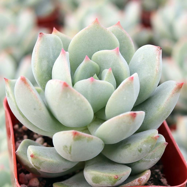 Echeveria Tippy Pink Succulent – Pink-Tipped Rosette Collector Plant