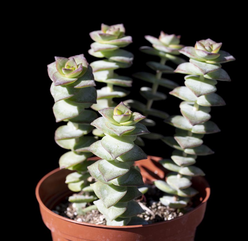 Echeveria Cubic Frost Succulent – Frosty Lavender Rosette Collector Plant