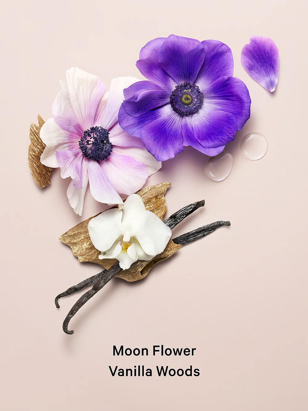Body Fragrance Midnight Blooms Fragrance Lotion
