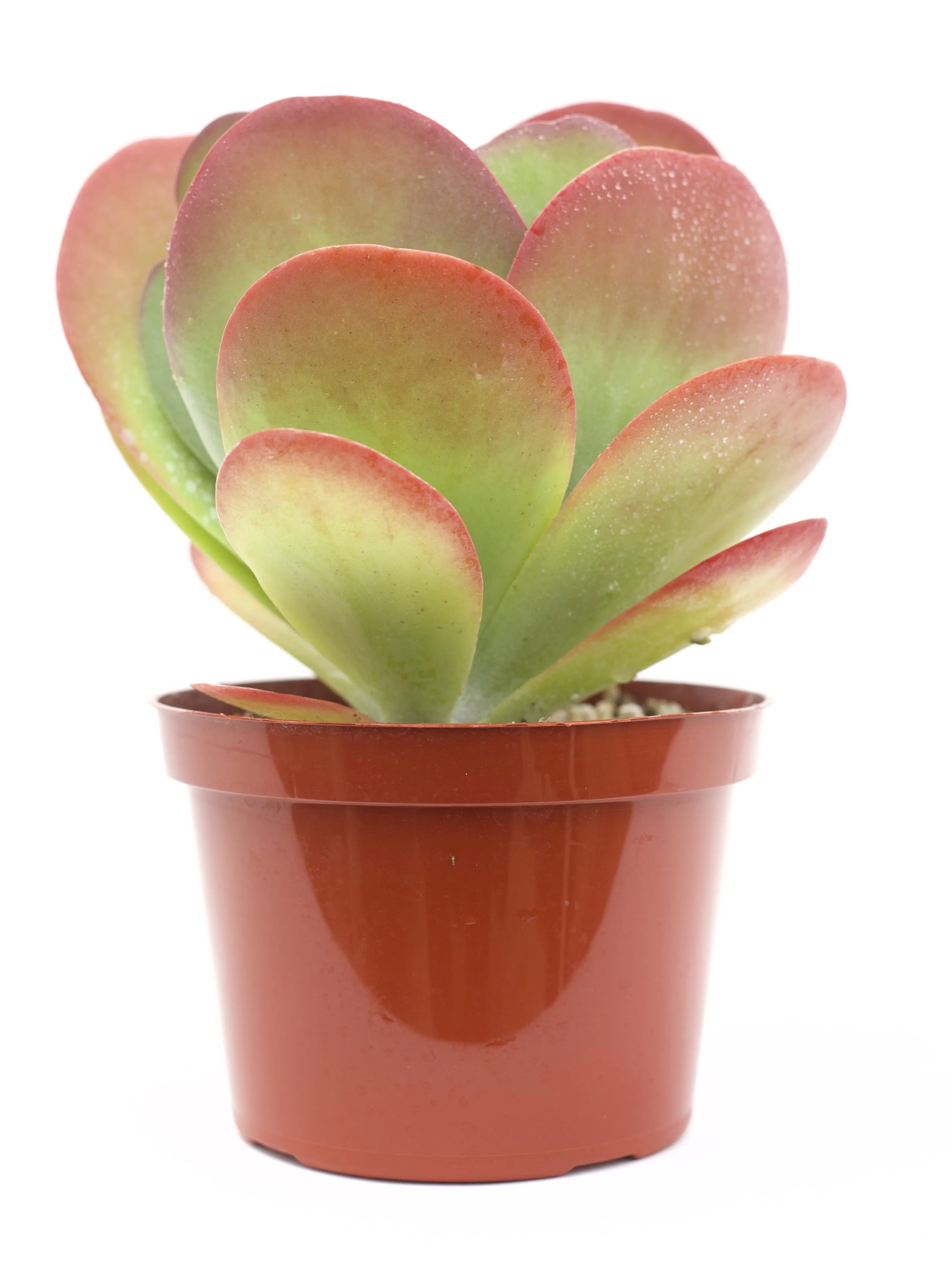 Kalanchoe Luciae Paddle Plant – Bold Architectural Succulent