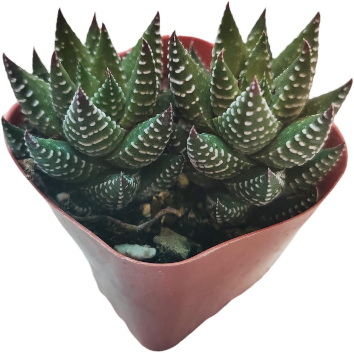 Live Succulent Cactus Plants (2