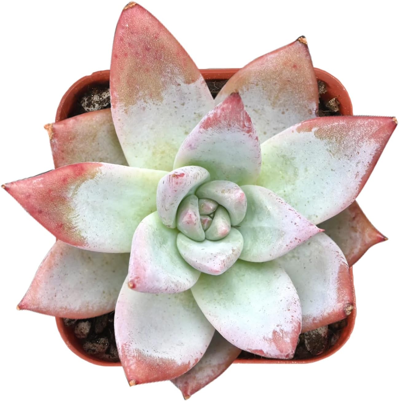 Echeveria Desmetiana Succulent