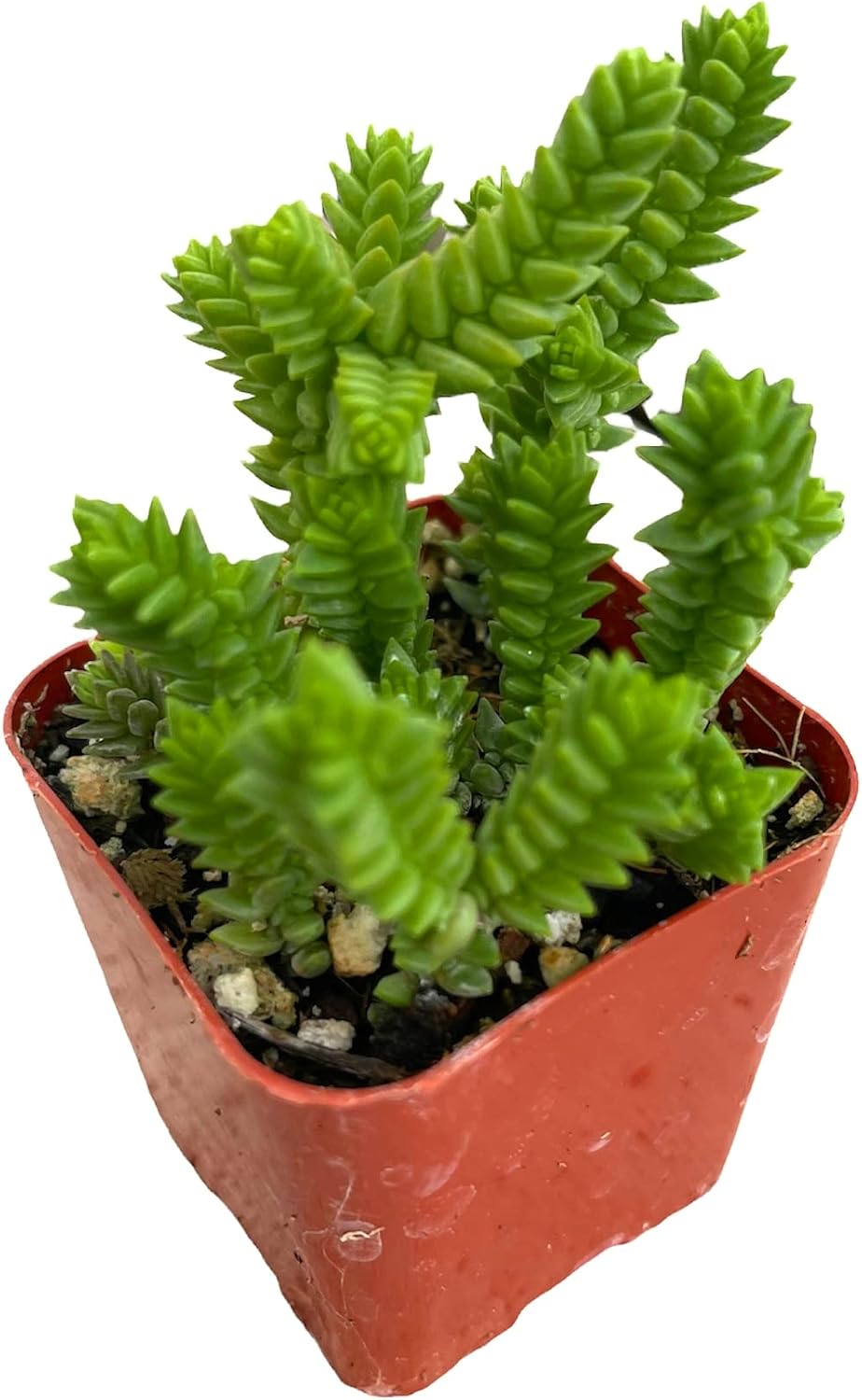 Live Succulent Cactus Plants (2
