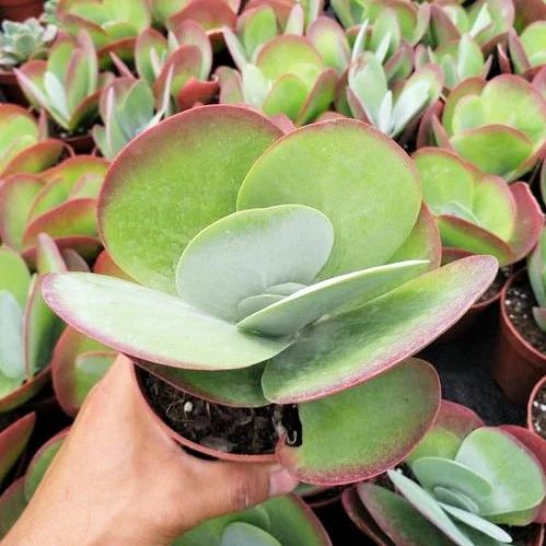 Kalanchoe Luciae Paddle Plant – Bold Architectural Succulent