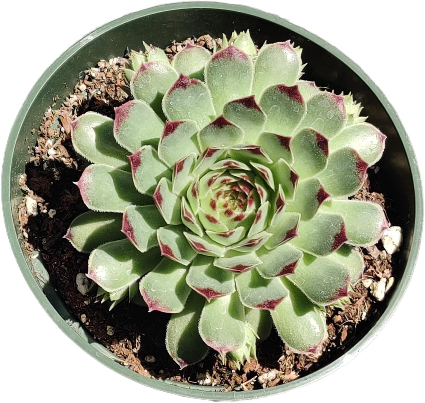 Live Succulent Cactus Plants (2