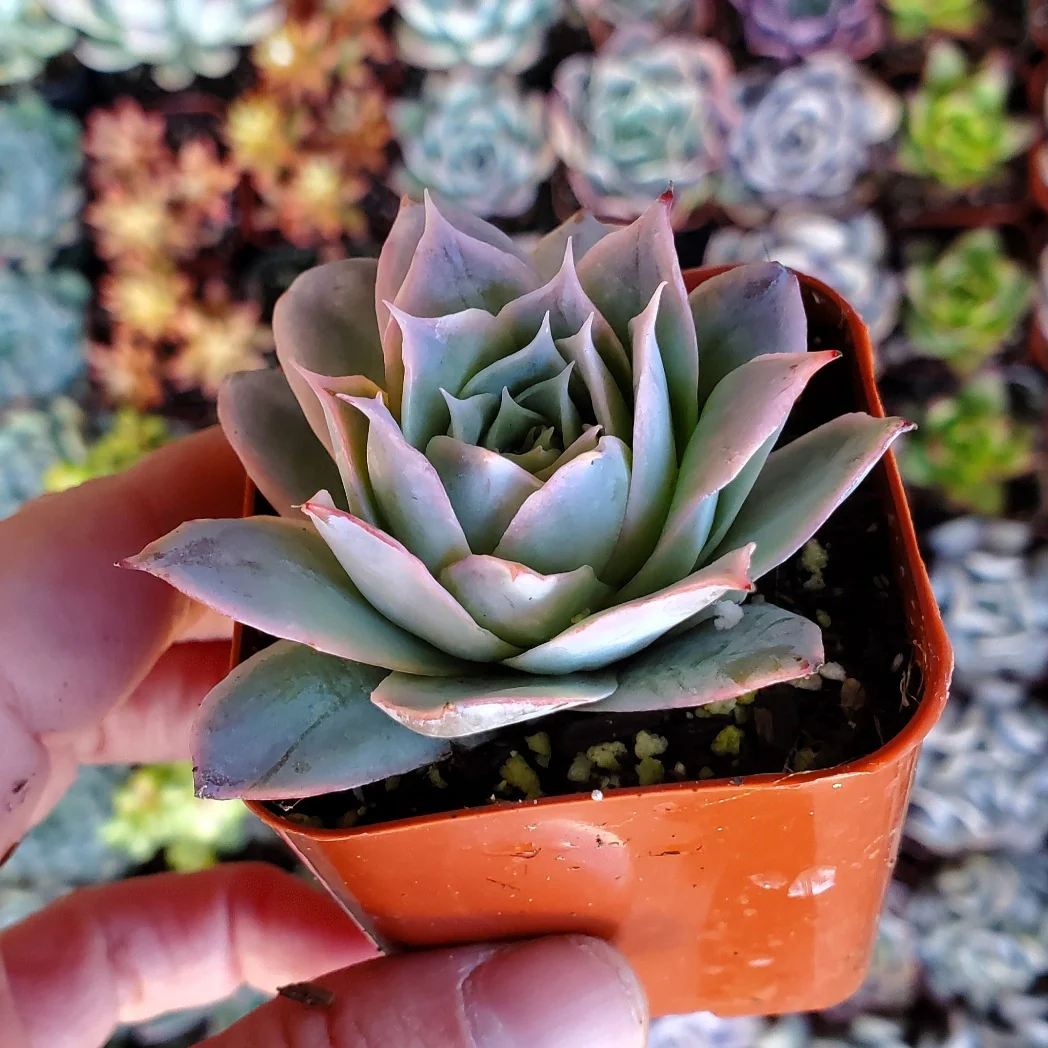 Echeveria 'Rose Queen'