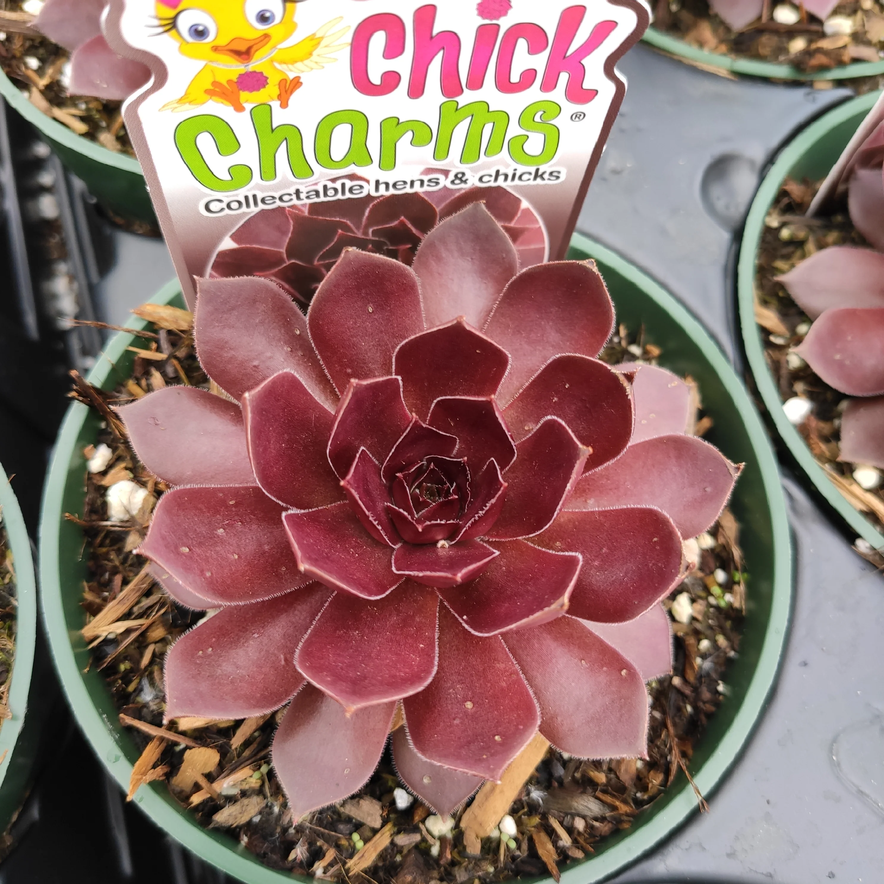 Sempervivum Chocolate Kiss