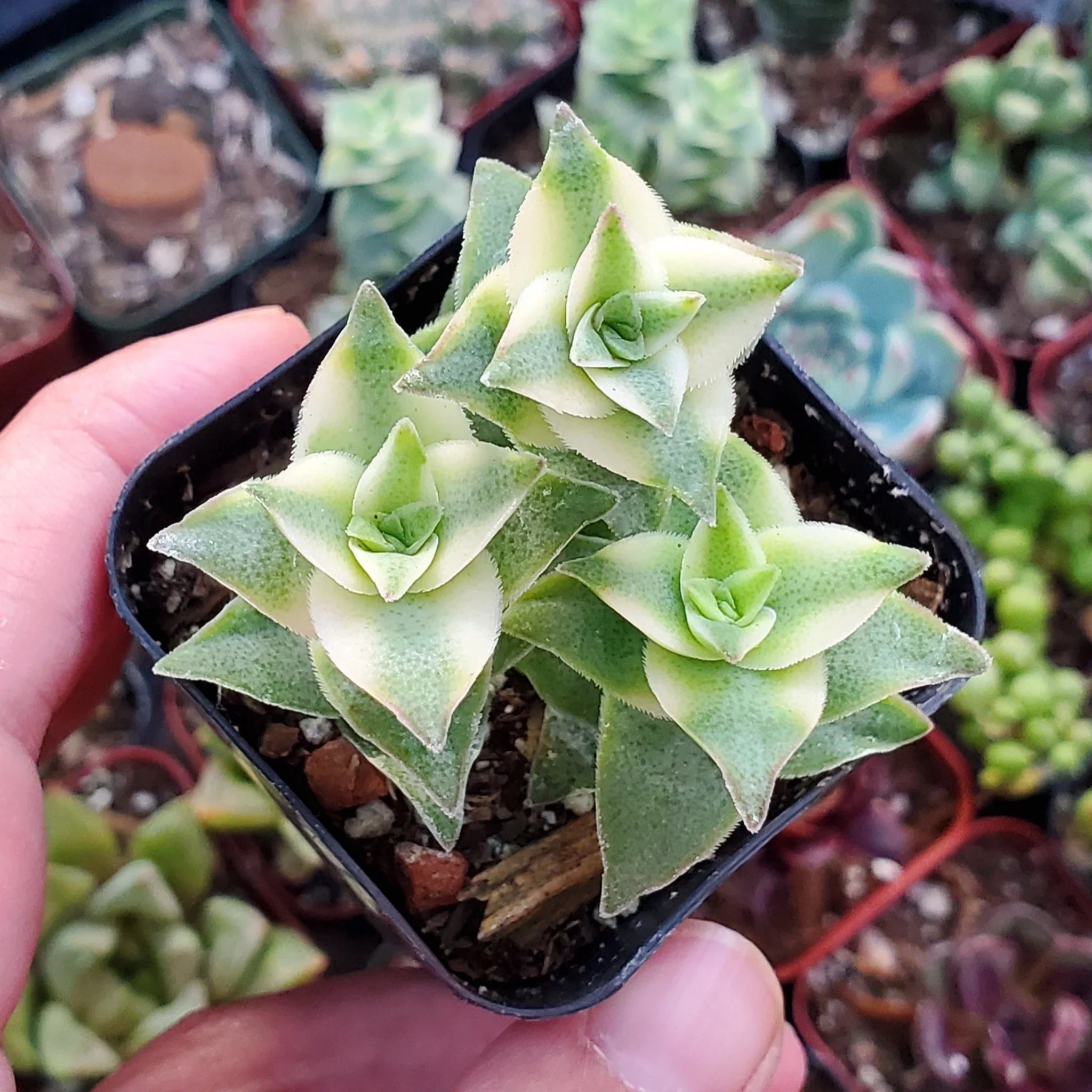 Echeveria Cubic Frost Succulent – Frosty Lavender Rosette Collector Plant
