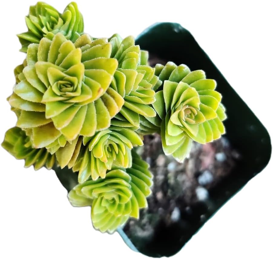 Live Succulent Cactus Plants (2