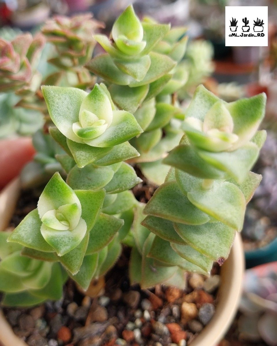 Echeveria Cubic Frost Succulent – Frosty Lavender Rosette Collector Plant