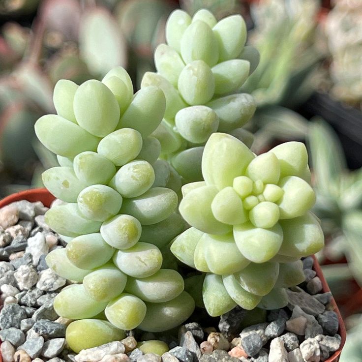 Donkey Tail Succulent Plant – Easy-Care Trailing Indoor Plant 2PCS