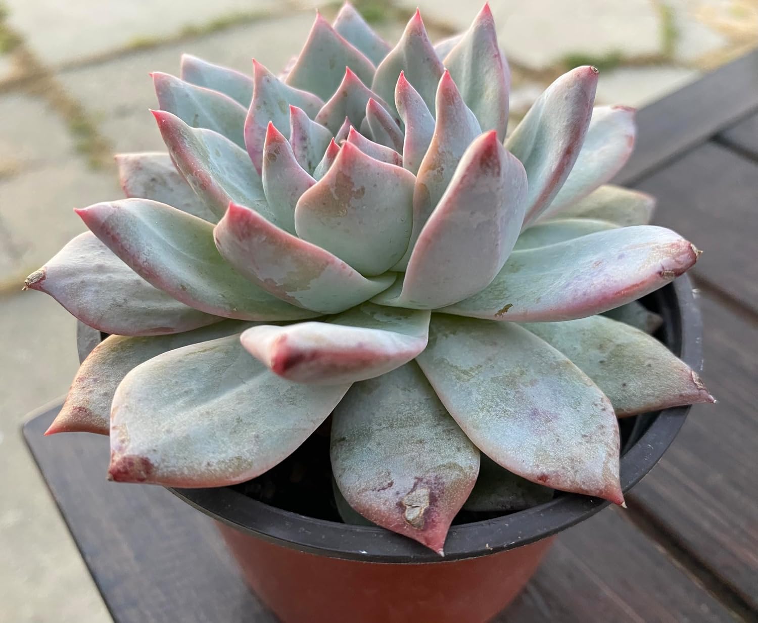 Echeveria 'Blue Bird' Succulent