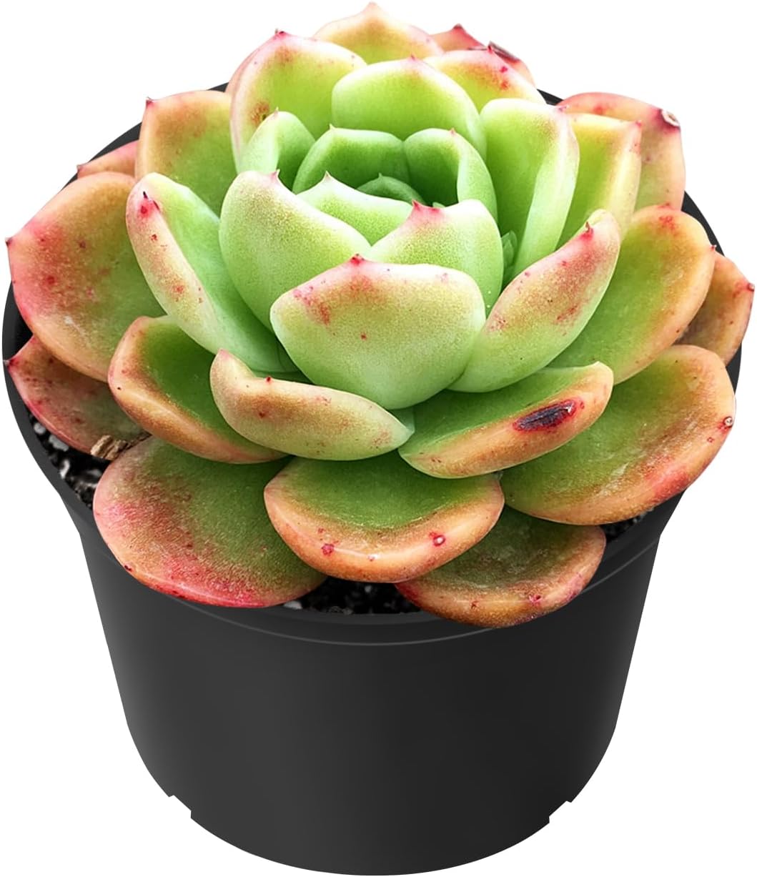 Echeveria Desmetiana Succulent
