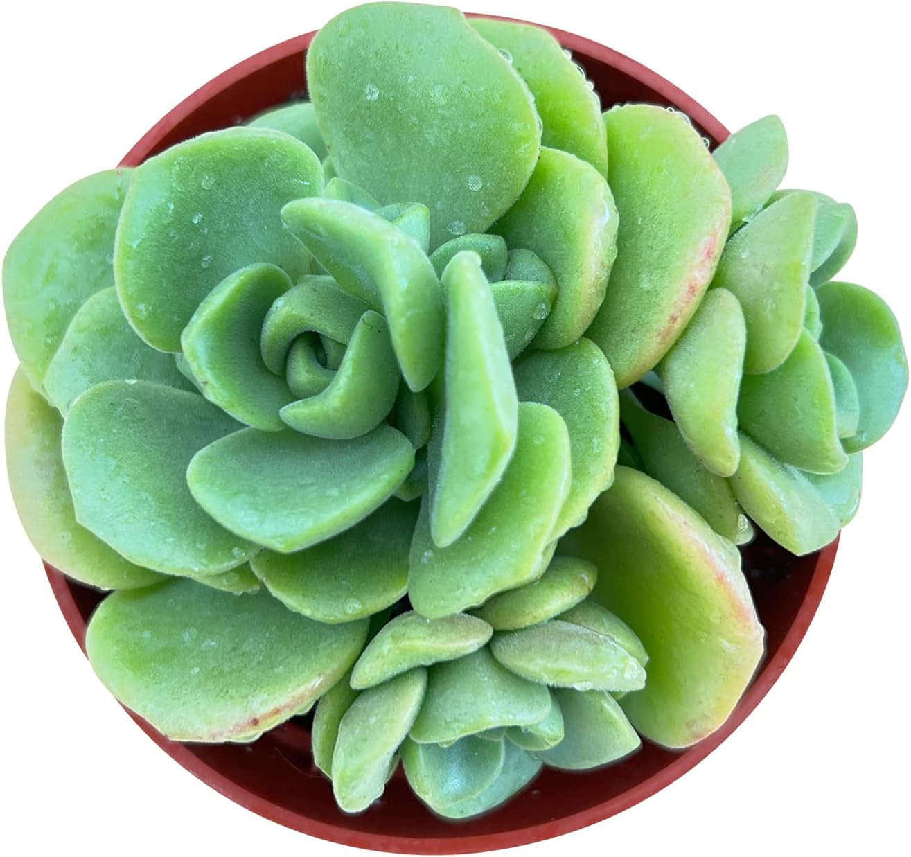 Haworthia Fasciata 'Zebra Cactus' - Easy Care Succulent