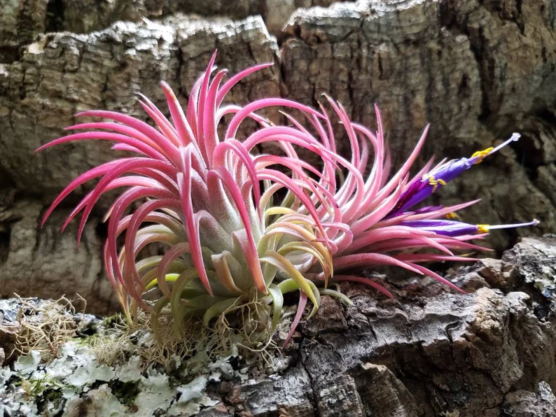 Tillandsia Rubra Air Plan
