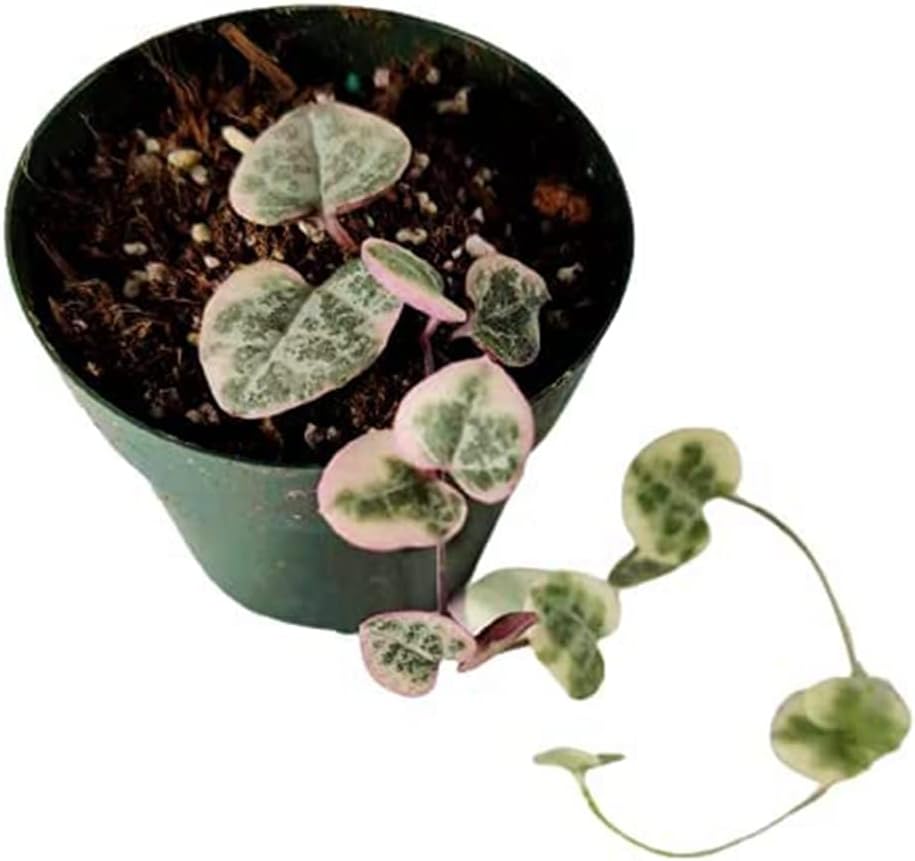 Live Succulent Cactus Plants (2