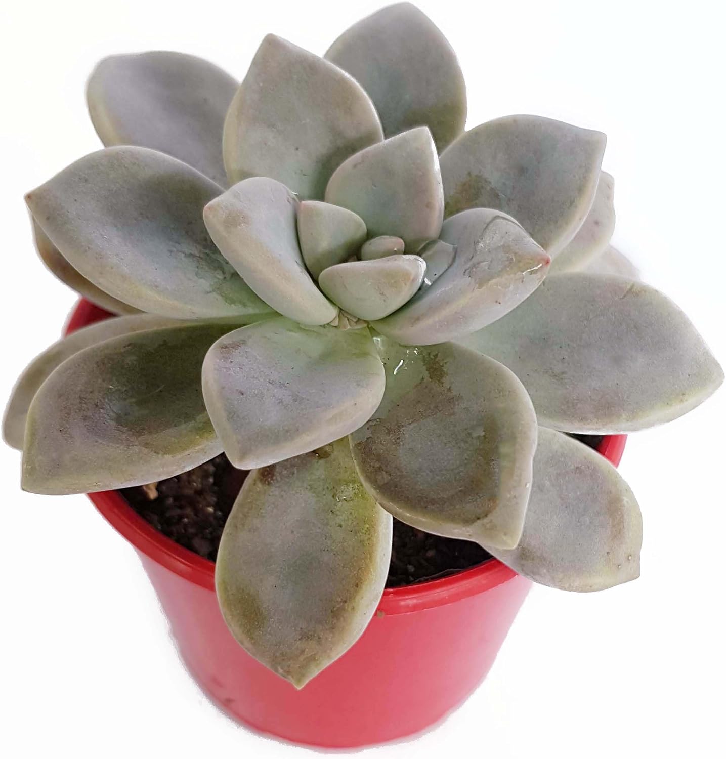 Ghost Plant (Graptopetalum Paraguayense) – 2 Live Succulents in 2