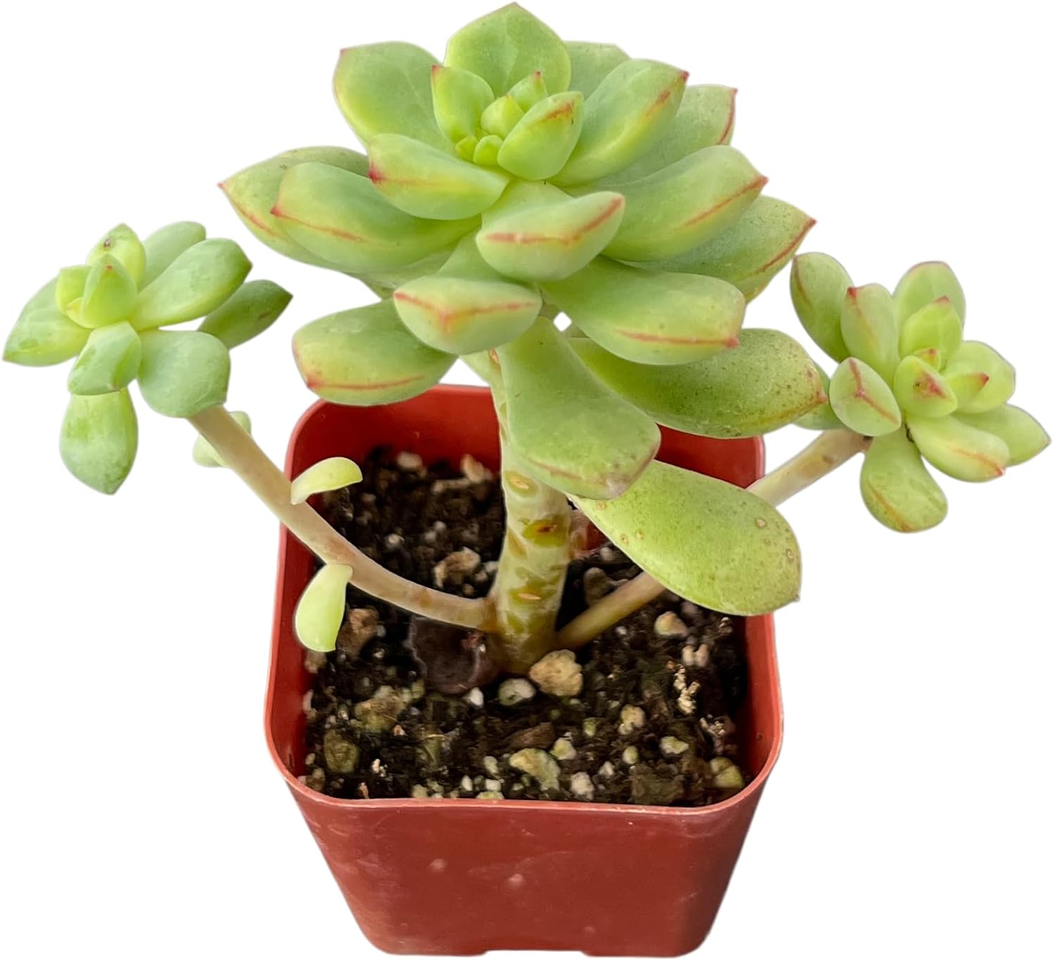 Sprout N Green Echeveria Tango, Rare Live Succulent Fully Rooted in 2