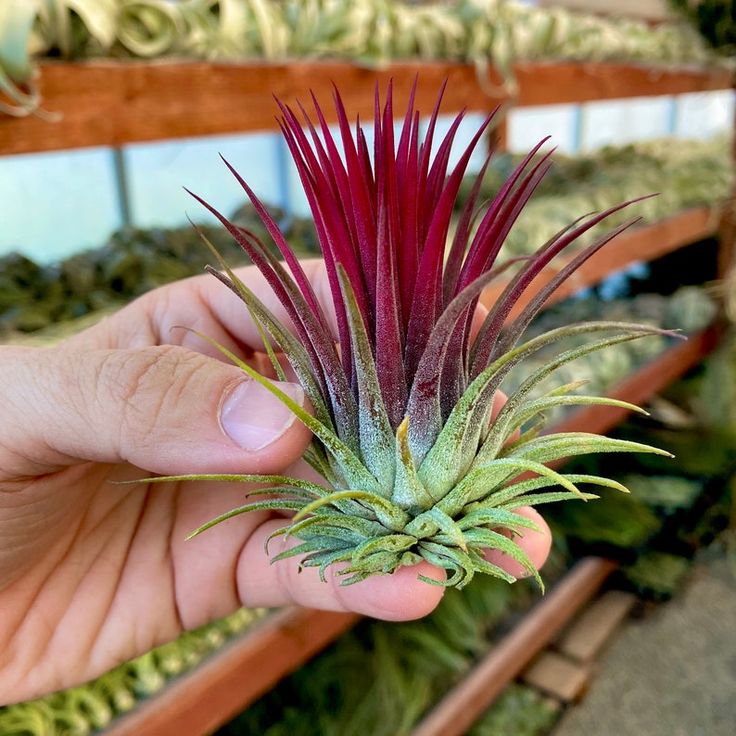 Vibrant Rubra Air Plants - 3-Pack Bundle