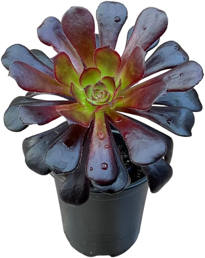Black Rose Aeonium Succulent – Dramatic Dark Rosette Plant