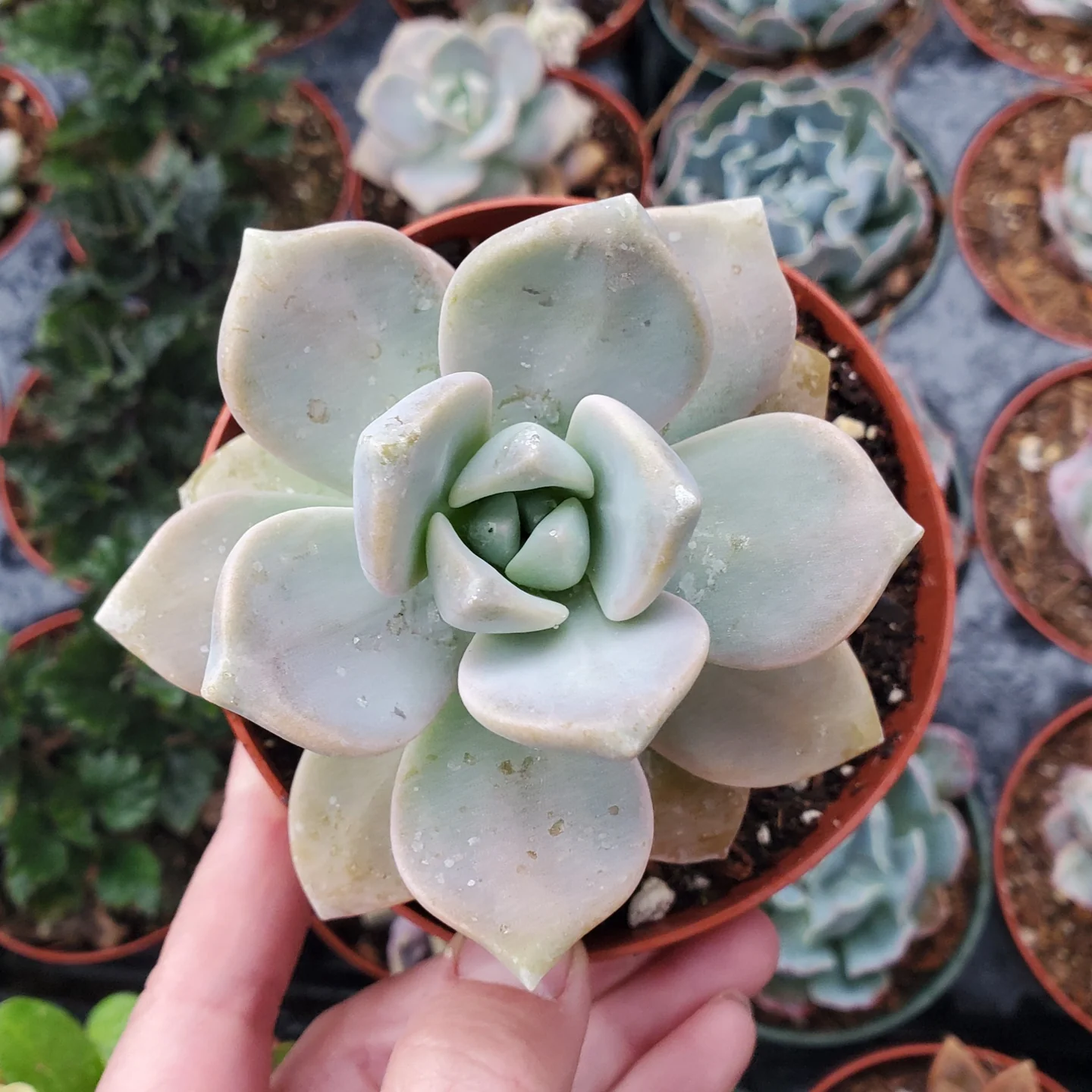 Coppertone Sedum Succulent – Golden Copper Easy-Care Plant