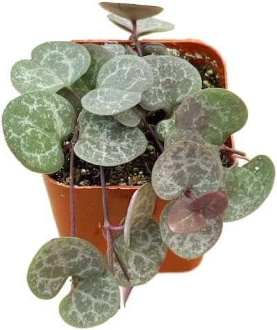 Succulents Plants Live 2inch Live Mini Succulent Plants, Easy Care House Plants Rooted in Succulent Soil Mix, By The Succulent Cult (Crassula Money Maker Variegated, 2 Inch)