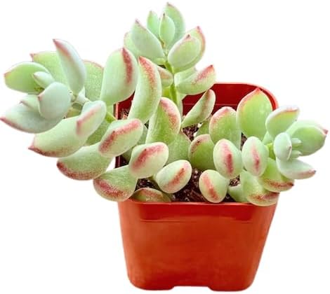 Succulents Plants Live 2inch Live Mini Succulent Plants, Easy Care House Plants Rooted in Succulent Soil Mix, By The Succulent Cult (Crassula Money Maker Variegated, 2 Inch)