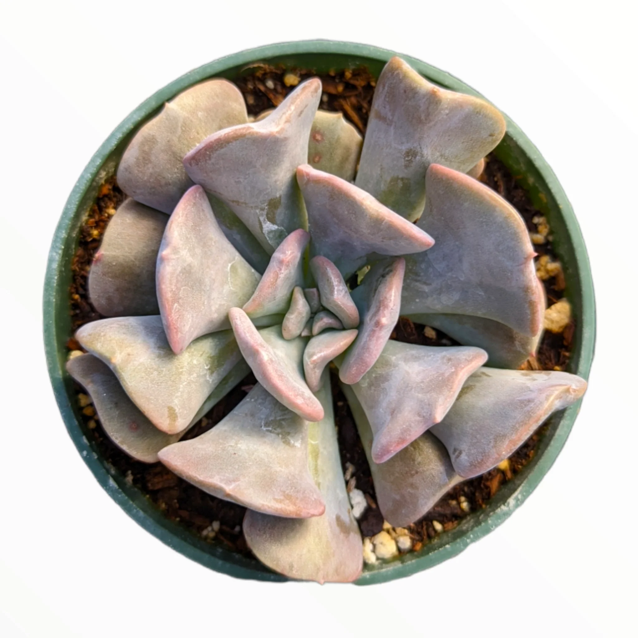Echeveria Cubic Frost Succulent – Frosty Lavender Rosette Collector Plant
