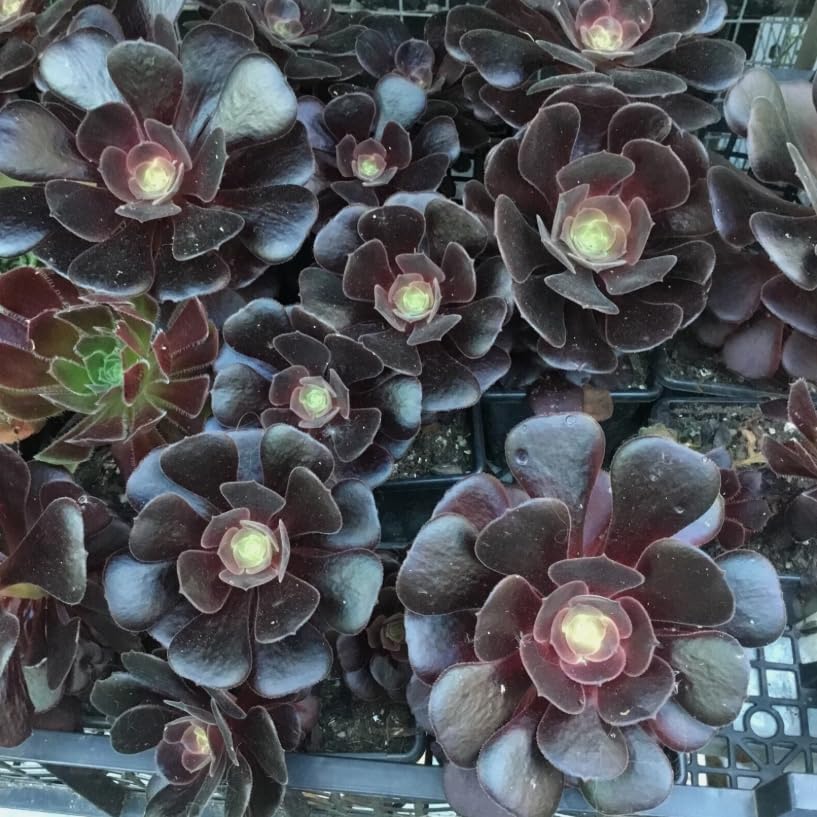Black Rose Aeonium Succulent – Dramatic Dark Rosette Plant