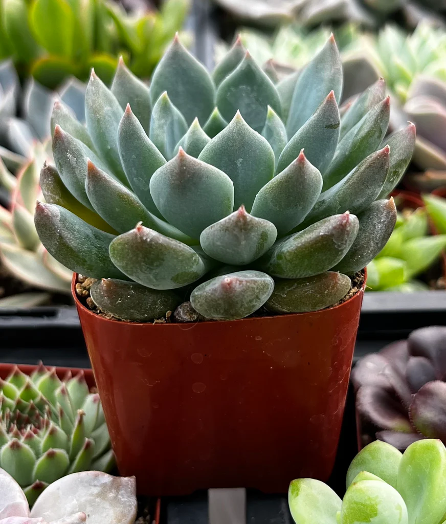 Echeveria Morning Dew Succulent – Premium Pastel Rosette Live Plant