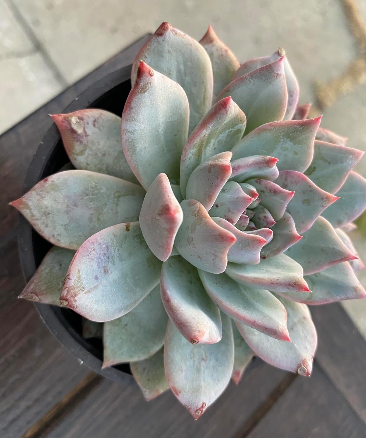 Echeveria 'Blue Bird' Succulent