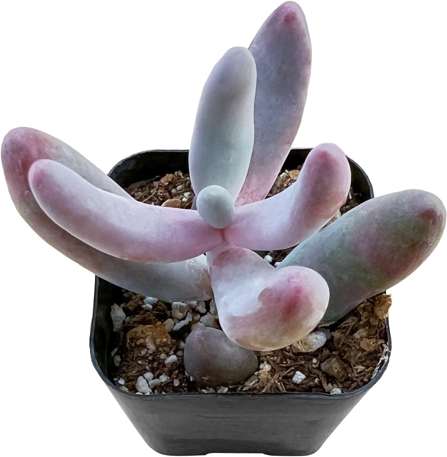Echeveria Desmetiana Succulent