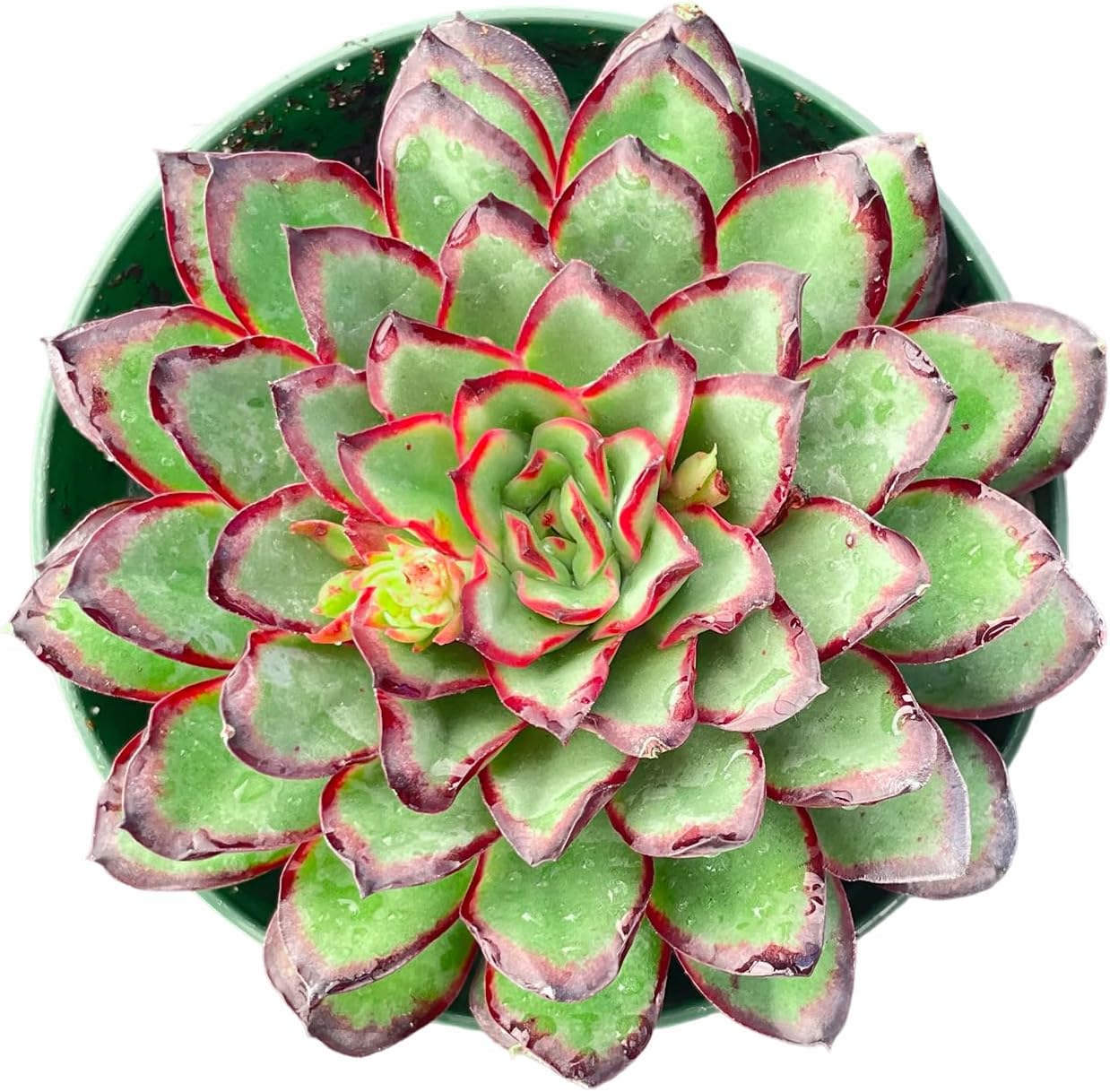 Haworthia Fasciata 'Zebra Cactus' - Easy Care Succulent