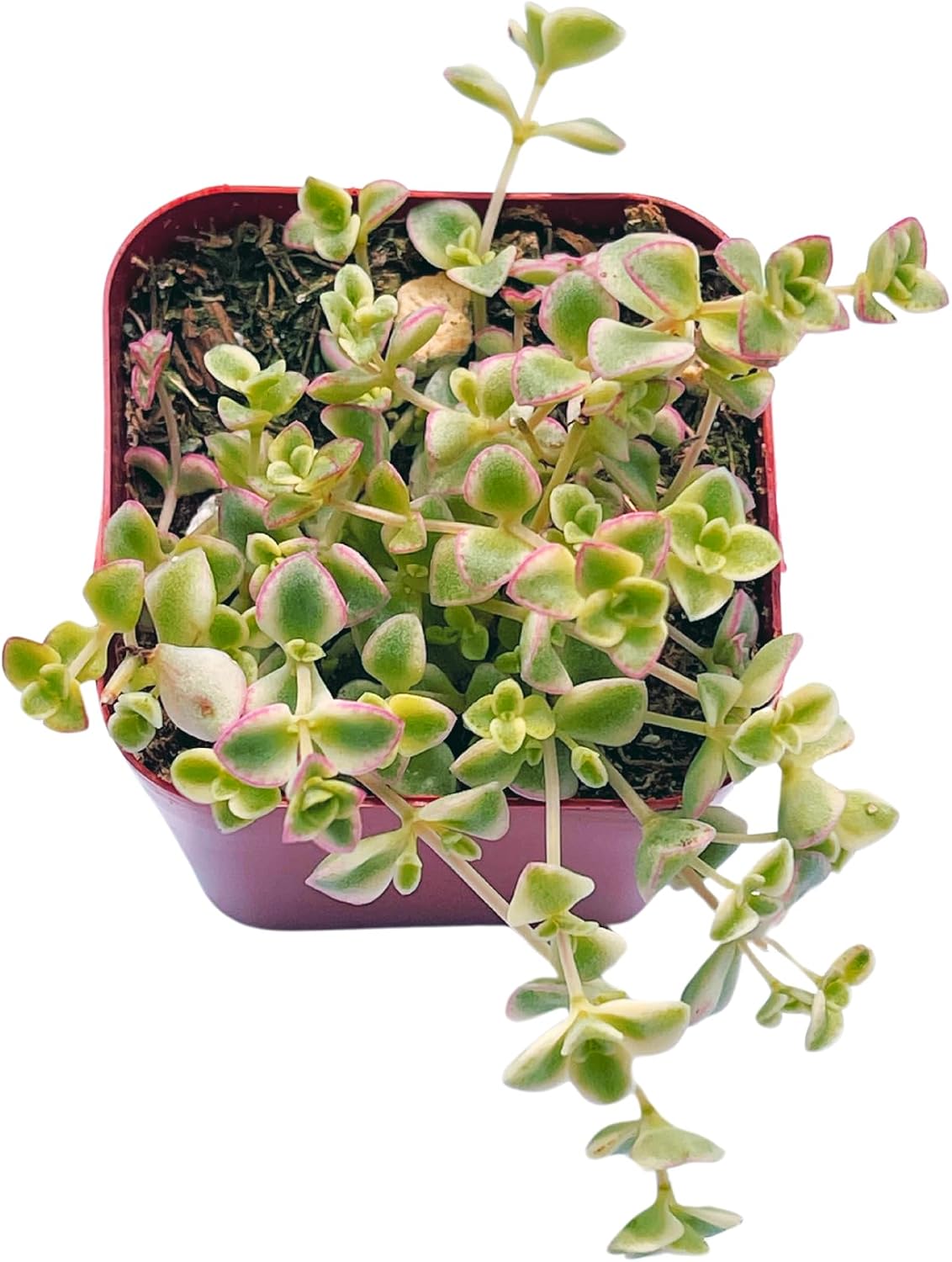 Succulents Plants Live 2inch Live Mini Succulent Plants, Easy Care House Plants Rooted in Succulent Soil Mix, By The Succulent Cult (Crassula Money Maker Variegated, 2 Inch)