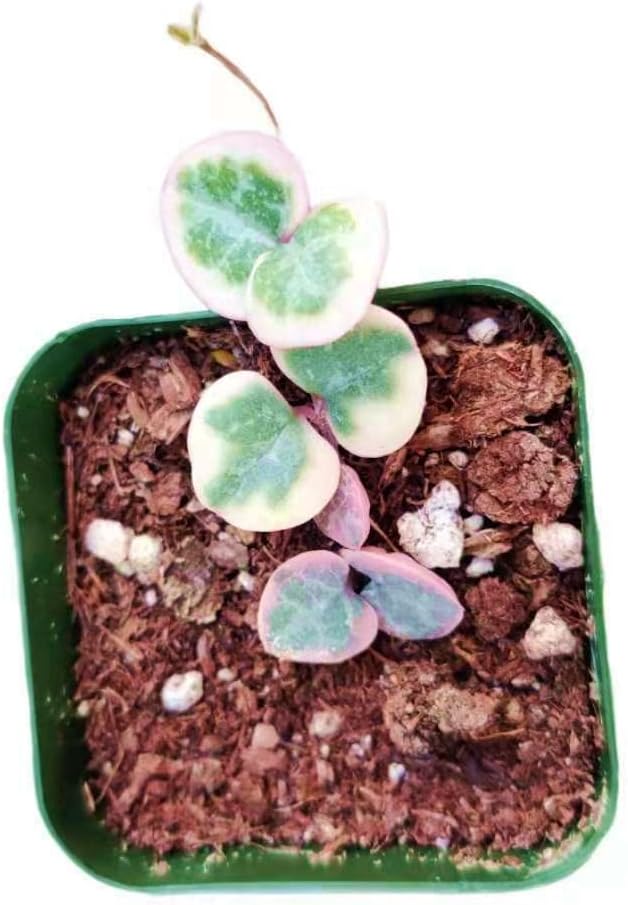 Live Succulent Cactus Plants (2