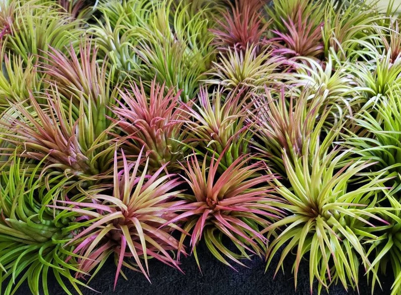 Tillandsia Rubra Air Plan