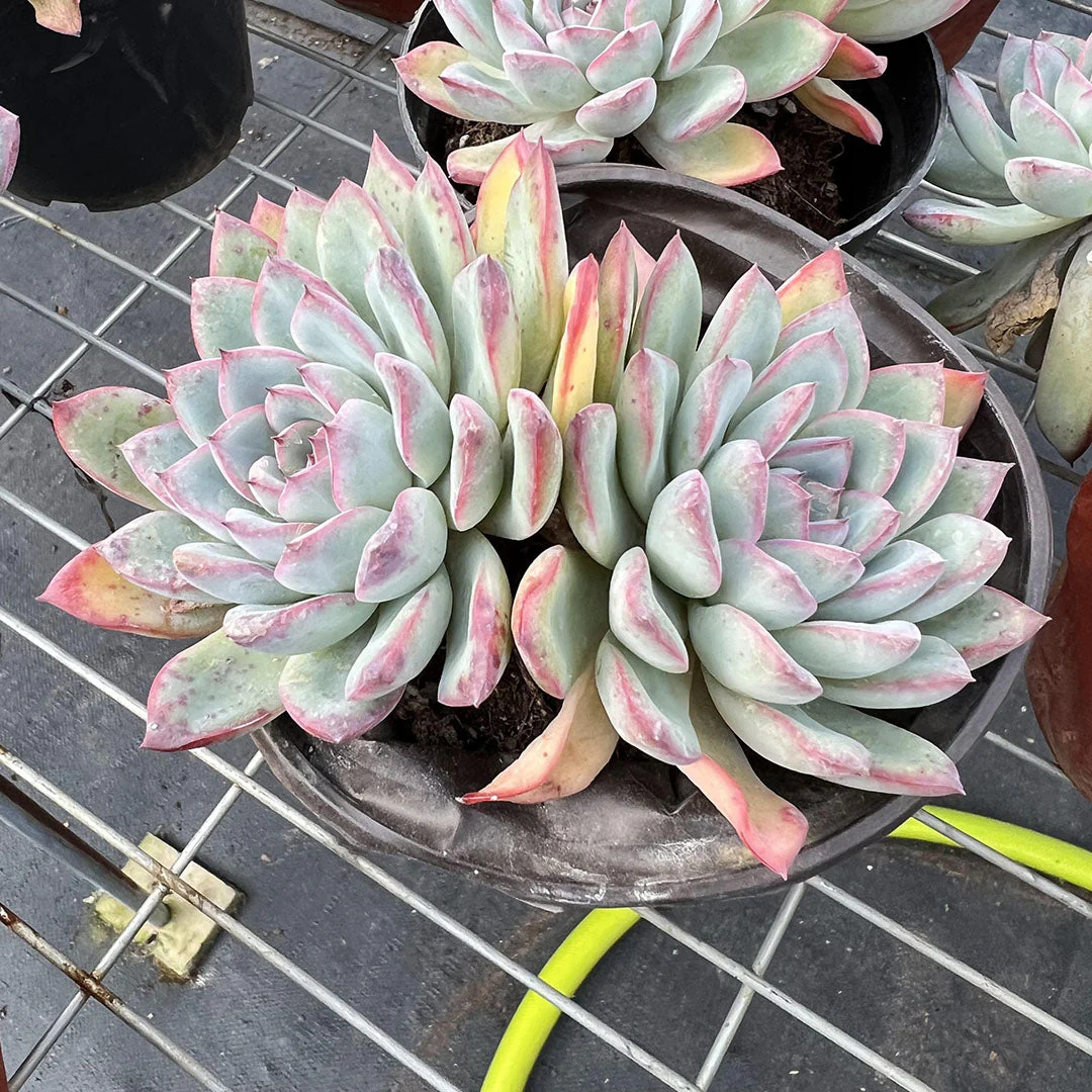 Echeveria Cherry Succulent – Hand-Selected Rosette Plant