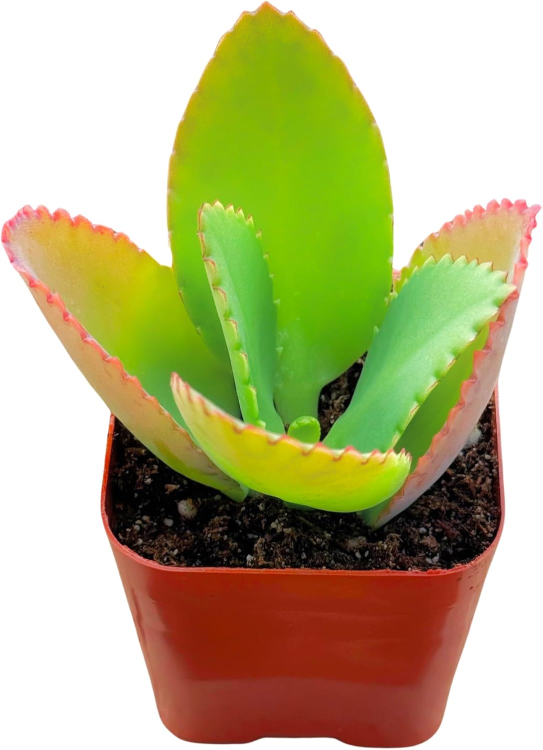 Succulents Plants Live 2inch Live Mini Succulent Plants, Easy Care House Plants Rooted in Succulent Soil Mix, By The Succulent Cult (Crassula Money Maker Variegated, 2 Inch)