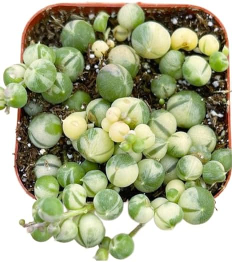 Succulents Plants Live 2inch Live Mini Succulent Plants, Easy Care House Plants Rooted in Succulent Soil Mix, By The Succulent Cult (Crassula Money Maker Variegated, 2 Inch)