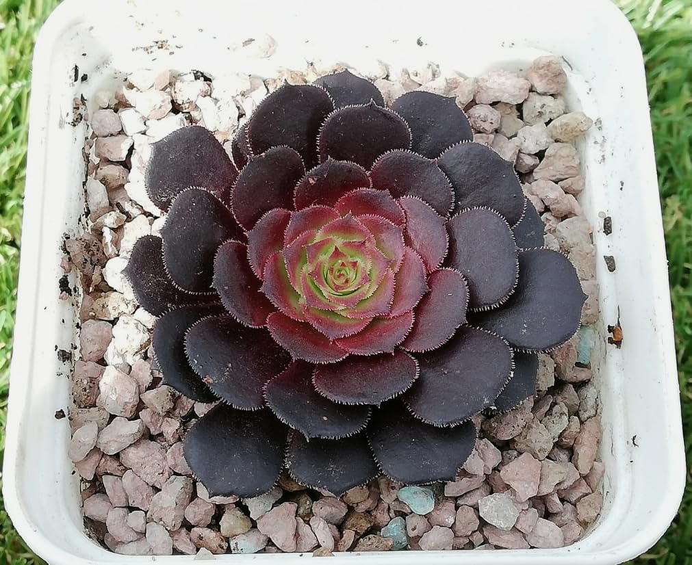 Black Rose Aeonium Succulent – Dramatic Dark Rosette Plant