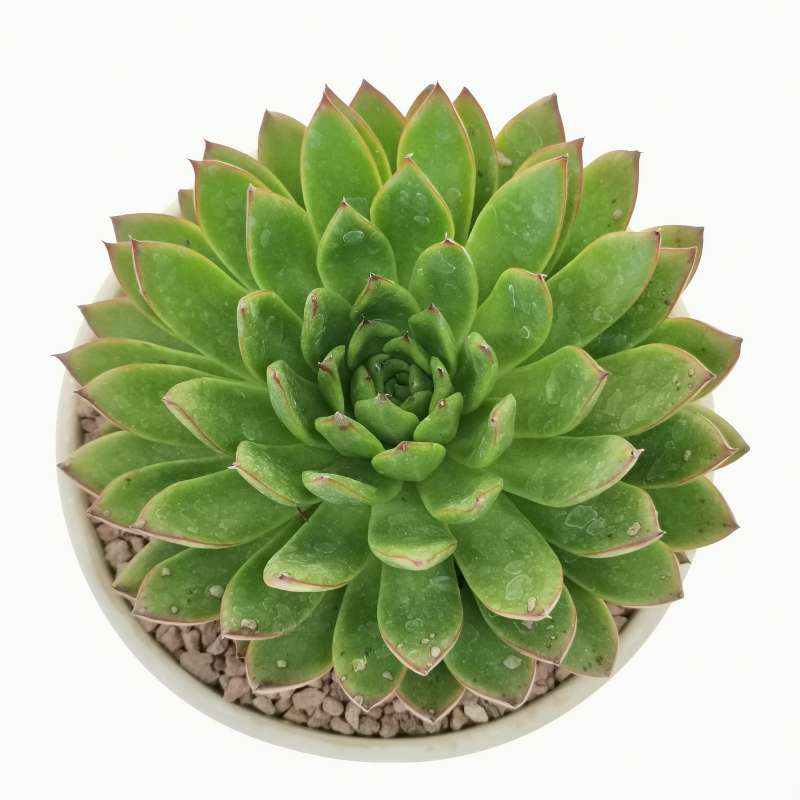 Echeveria Agavoides Dark Green Succulent – Elegant Rosette Plant with Eco Bamboo Pot