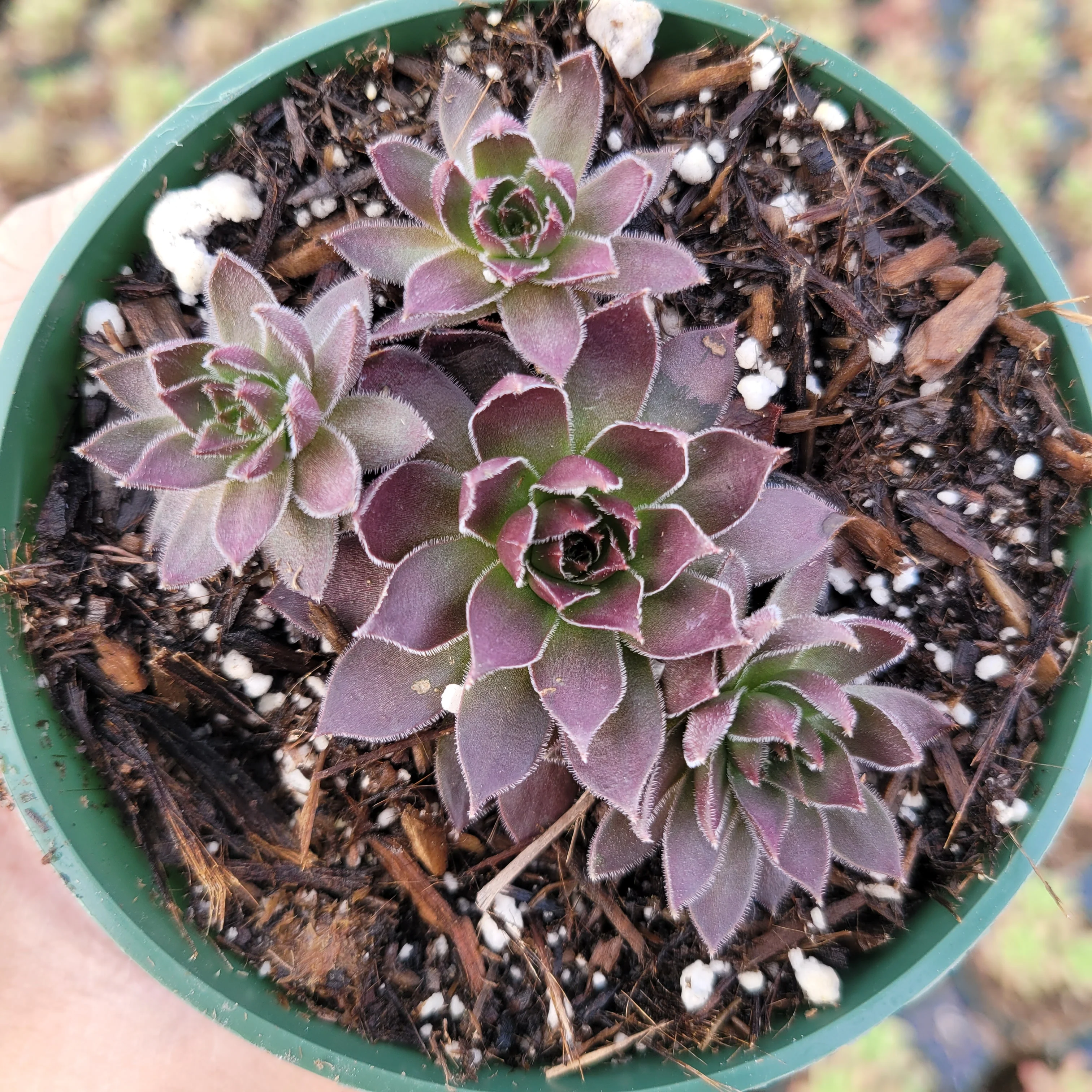 Sempervivum Chocolate Kiss