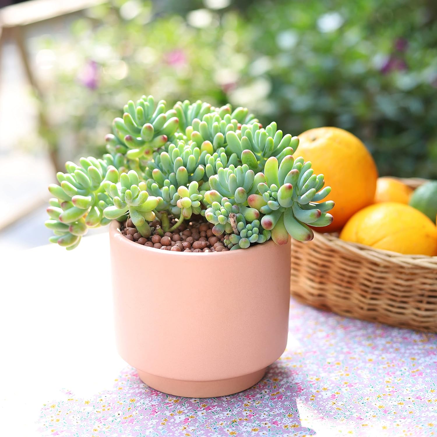 Jelly Bean Succulent (Sedum Pachyphyllum) – Colorful Easy-Care Indoor Plant