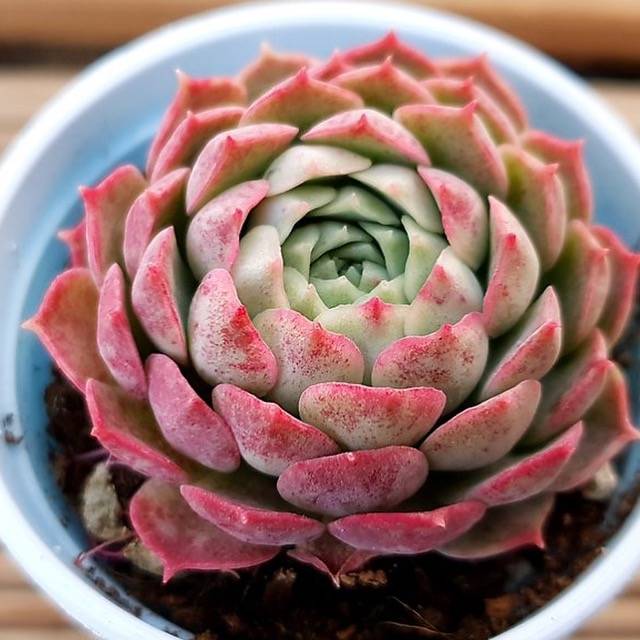 Echeveria Charlotte Succulent – Elegant Rosette Collector Plant