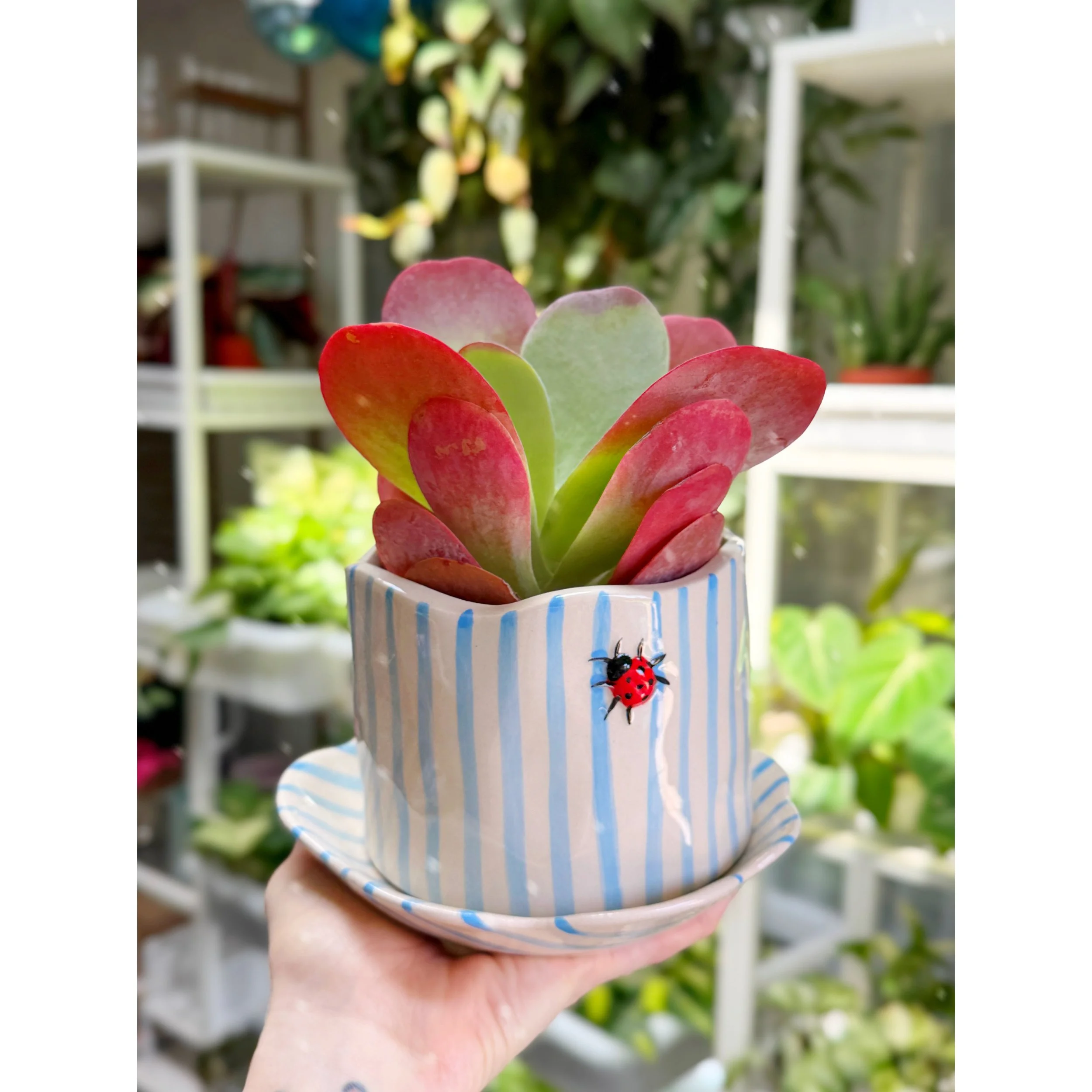Kalanchoe Luciae Paddle Plant – Bold Architectural Succulent