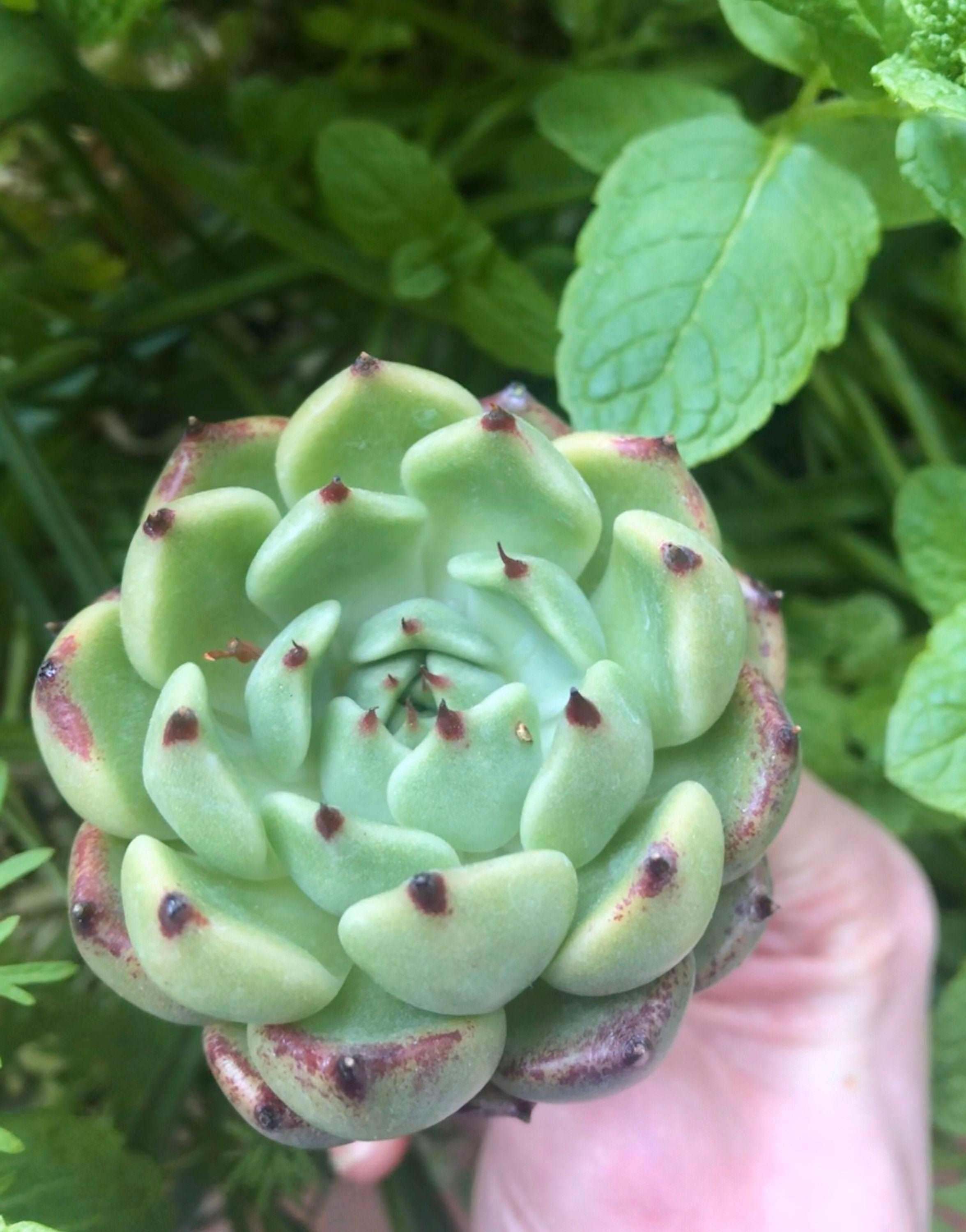 Echeveria Dark Knight