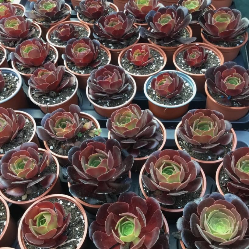 Black Rose Aeonium Succulent – Dramatic Dark Rosette Plant